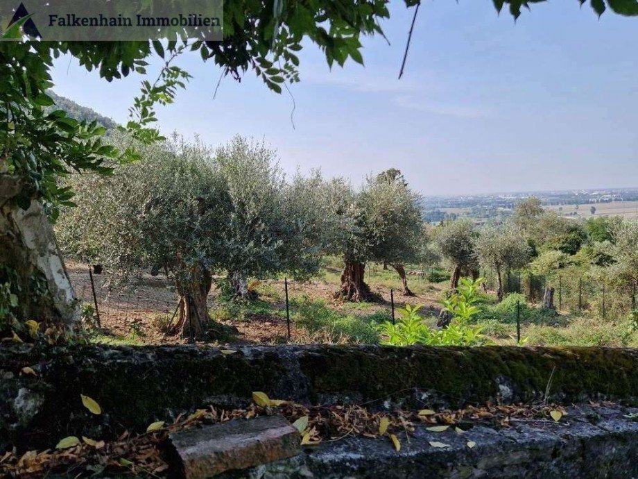 Olivenplantage Haus Asciano